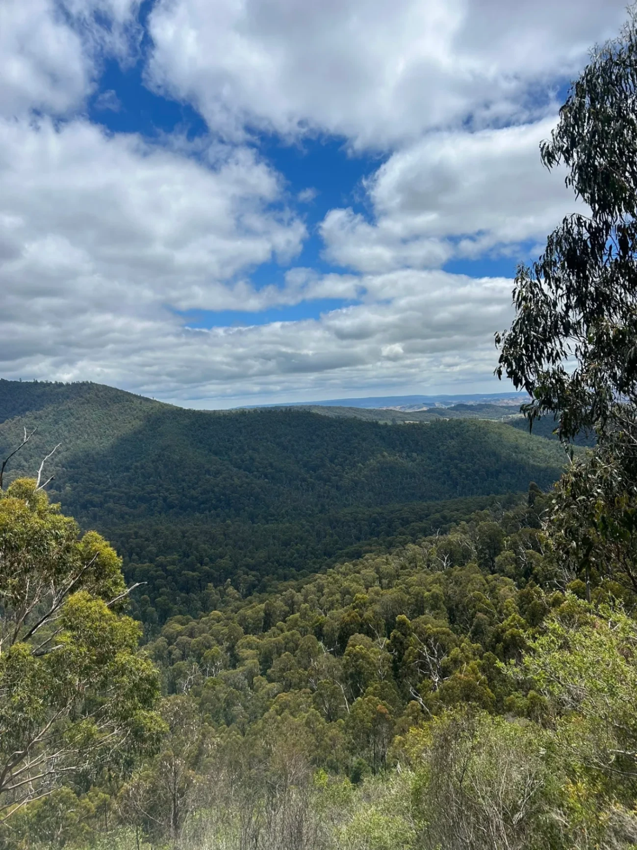 Murrindindi River Walk, Wilhelmina Falls, and Booroondara Track